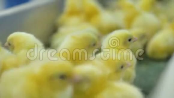 许多可爱的雏鸡在一个家禽农场移动家禽传送带4K视频的预览图