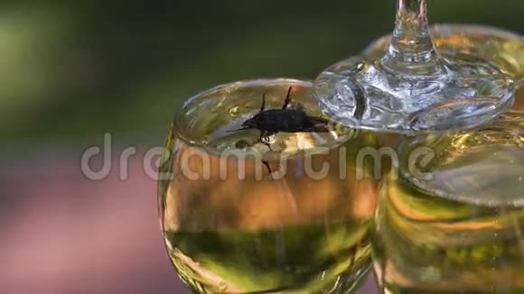 甲虫拿着香槟上了酒杯想出去昆虫被困住了它被视频的预览图