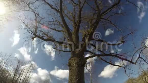 春天和白云中雄伟的橡树树干时间流逝4K视频的预览图