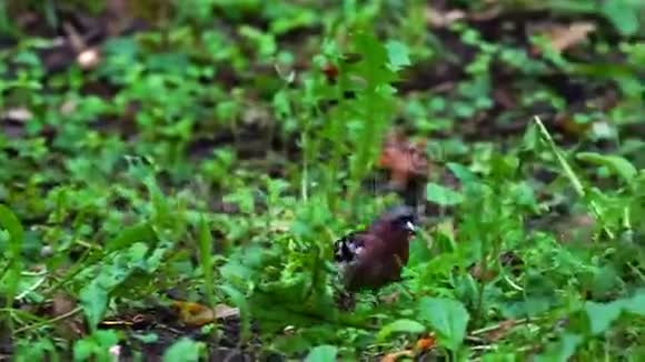 一只小鸟雀一只红胸的糠沿着公园的地面移动鸟找到食物并吃掉它视频的预览图
