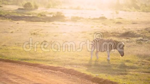 一只非洲平原斑马在黄金时间吃草视频的预览图