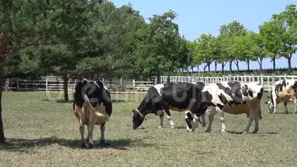 夏天奶牛在牧场上放牧在夏天的牧场上放牛草视频的预览图