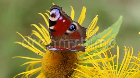 蝴蝶欧洲孔雀Aglaisio在一朵花上视频的预览图