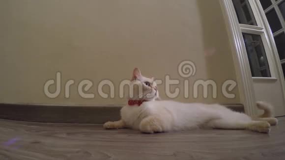 一只母猫躺在地板上视频的预览图