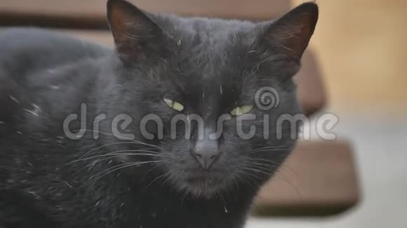 黑猫肖像饥饿无家可归的猫在街上特写的样子坐着悲伤视频的预览图