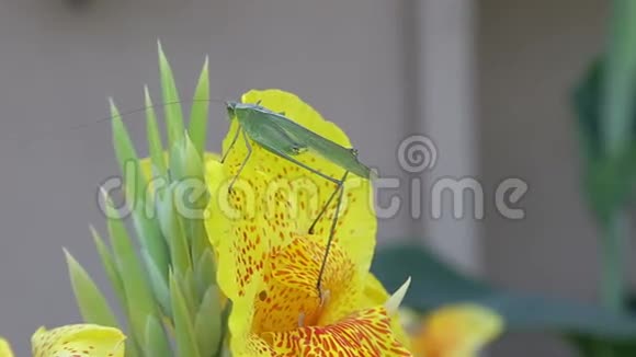 卡蒂迪德阿卡叶虫吃黄色美人蕉花视频的预览图
