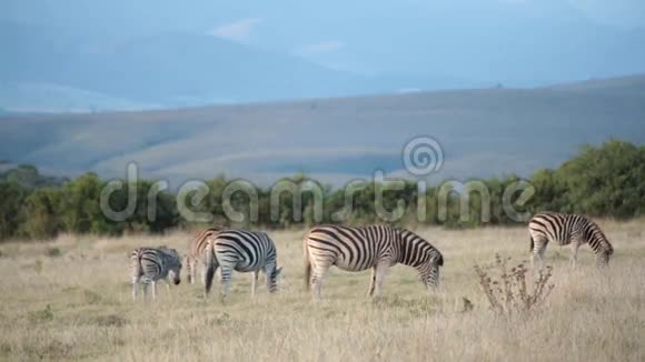 一群非洲平原斑马在山上放牧视频的预览图