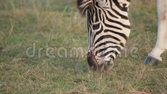 靠近非洲平原斑马放牧视频的预览图