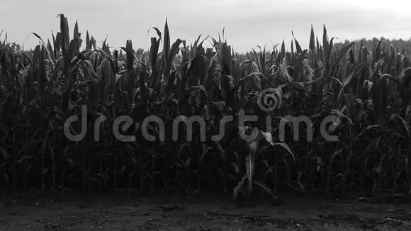 戴帽子的年轻人带着玉米在田里散步又黑又白摘要视频的预览图