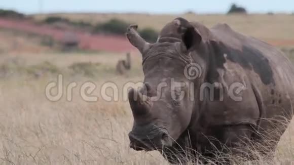 怀孕的犀牛在草地上观看视频的预览图