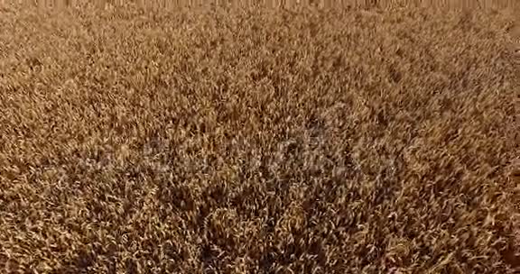 麦田的空中景色视频的预览图