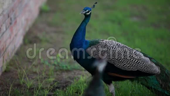 孔雀在草地上行走视频的预览图