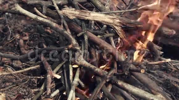 森林篝火燃烧视频的预览图