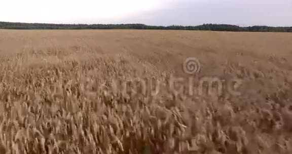 麦田的空中景色视频的预览图