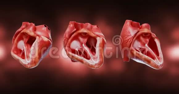 高质量的4k镜头心脏的解剖3D用阿尔法绘制跳动的人类心脏动画视频的预览图