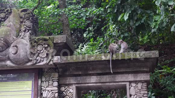 两只可爱的猴子在印度尼西亚热带森林的历史建筑里视频的预览图