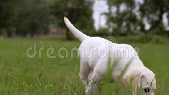 白色小狗拉布拉多在公园散步视频的预览图