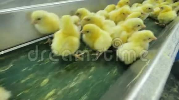 家禽传送带上的小鸡农业工业视频的预览图