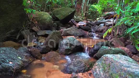 森林里的山溪视频的预览图