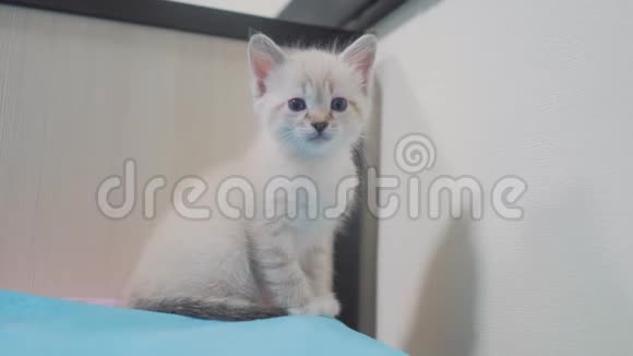 小可爱可爱的白色小猫坐在卧室的床上小猫宠物蓝色悲伤的眼睛小猫视频的预览图