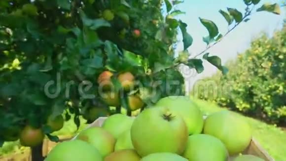 装满苹果的卡车穿过花园视频的预览图