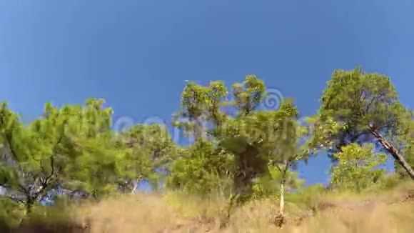 山地省的松树从车辆上拍摄视频的预览图