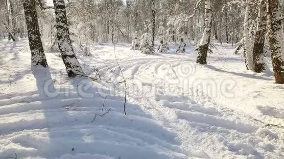 冬天的白桦林在晴朗的一天下着雪视频的预览图