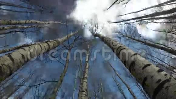 春天白桦林在风中从下面和云中运动时间流逝4K视频的预览图