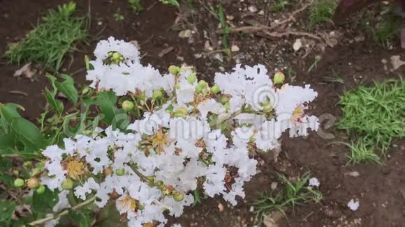 一朵有雨的花视频的预览图