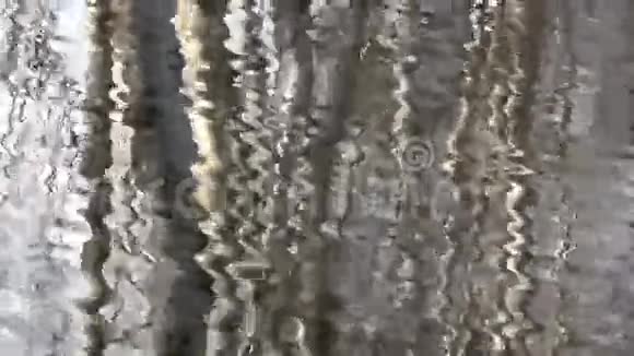白桦林树湖倒影视频背景视频的预览图