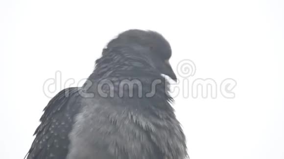灰色野鸽子肖像冻僵在寒冷中视频的预览图