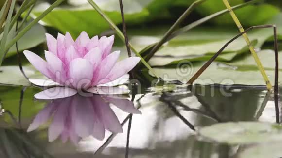 池塘上的粉红色莲花视频的预览图