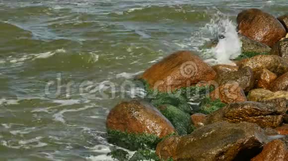 海水中有绿色的海藻在水中的石头上有苔藓视频的预览图