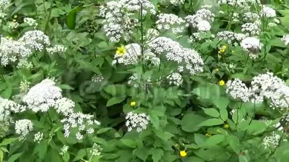 夏季开花的角藻草药用野生植物现场全景移镜头视频的预览图