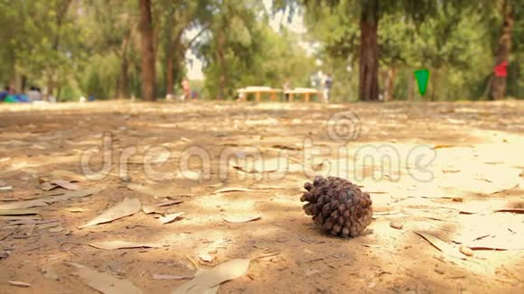 一个干燥的棕色松果躺在地上在许多干燥的叶子中视频的预览图