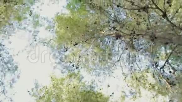 一棵松树林的低角度跟踪拍摄视频的预览图