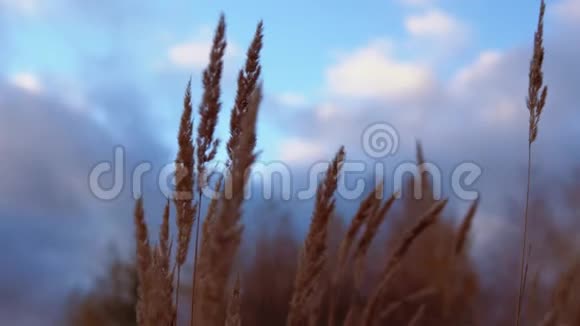 金色的干草耳朵在风中迎风摇曳视频的预览图