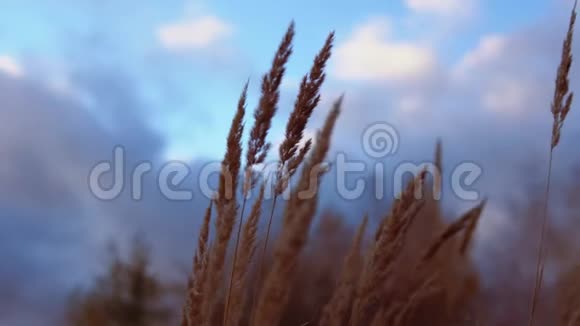 金色的干草耳朵在风中迎风摇曳视频的预览图