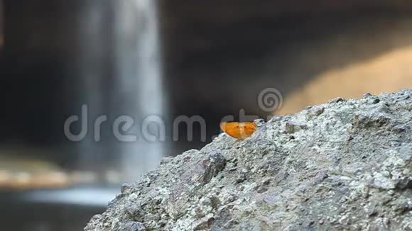 以瀑布为背景的普通豹蝶栖息在石头上视频的预览图
