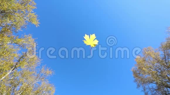 秋天树叶落地风托起树叶慢动作视频的预览图