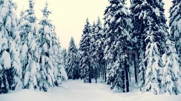 冬天的雪林里有雪覆盖的树下着雪和星星复古圣诞节新年慢动作动画高清1080视频的预览图