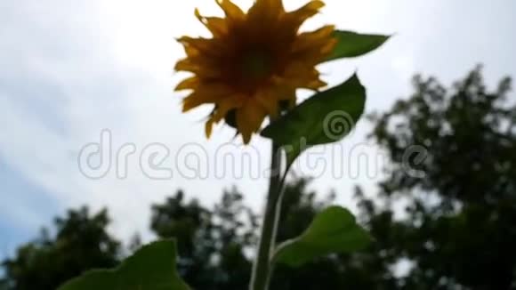 向日葵的花朵靠近视频的预览图