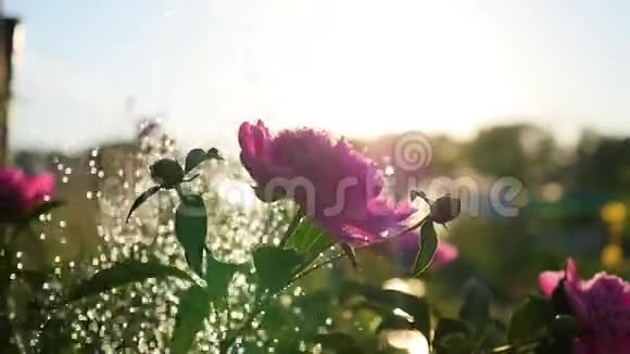 雨落在美丽的花朵牡丹上夏日的阳光花园自然视频的预览图
