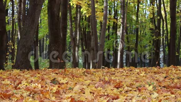 秋天公园里的落叶视频的预览图