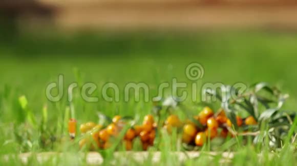 黄色的小沙棘浆果成熟的沙棘有用的浆果视频的预览图
