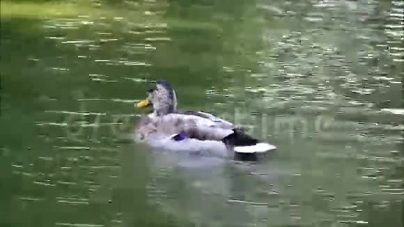 五颜六色的鸭子在绿色的池塘里游泳视频的预览图