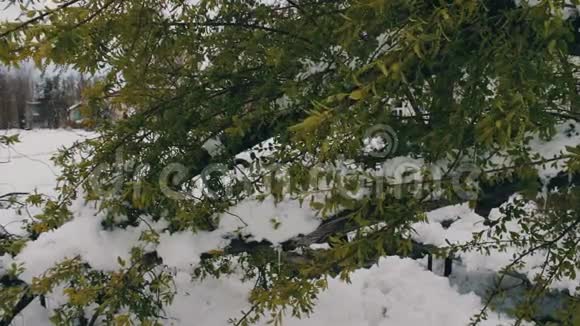 春天暴风雪的后果残破的绿树被雪雪雪和雪覆盖视频的预览图