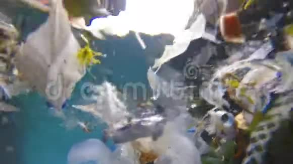 海洋污染问题海洋动物搜寻食物视频的预览图