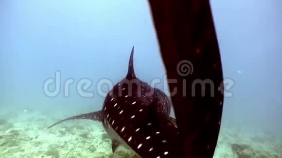 鲸鲨的巨大尺寸在水下寻找马尔代夫海底的食物视频的预览图