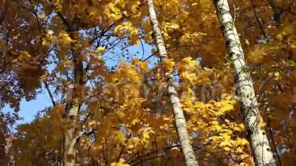 叶子从黄色的树上落下视频的预览图